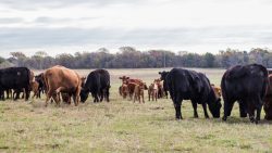 Four Pillars of Herd Health Success
